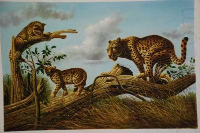 unknow artist Lions 030 china oil painting image